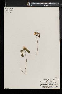 Thalictrum thalictroides image