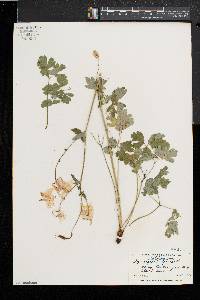 Aquilegia vulgaris image