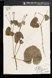 Caltha palustris image