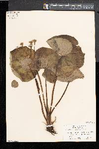 Caltha palustris image