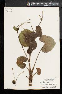 Caltha palustris image