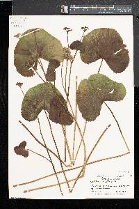 Caltha palustris image