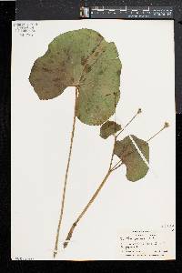 Caltha palustris image