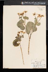 Caltha palustris image