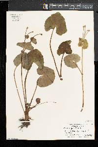 Caltha palustris image