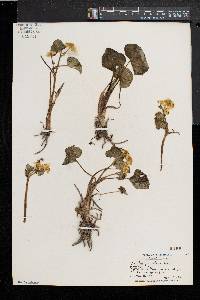 Caltha palustris image