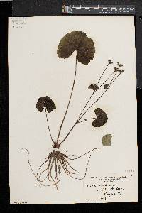 Caltha palustris image