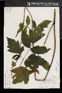 Actaea racemosa image