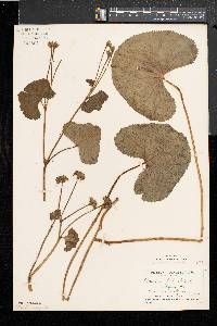 Caltha palustris var. flabellifolia image