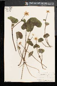 Caltha palustris image