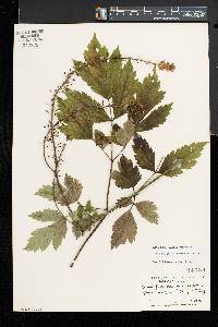 Actaea racemosa image