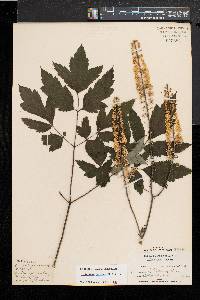 Actaea racemosa image