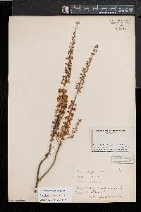 Actaea racemosa image