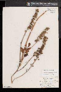 Actaea racemosa image