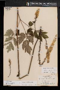 Actaea racemosa image