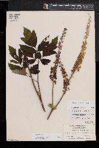 Actaea racemosa image