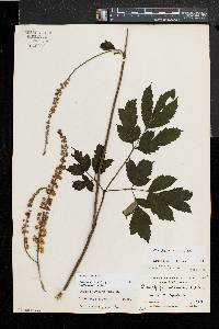 Actaea racemosa image