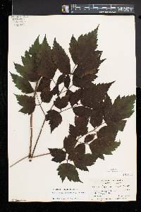 Actaea racemosa image