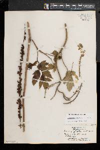 Actaea racemosa image