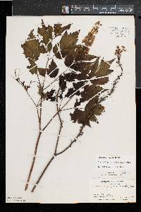 Actaea racemosa image