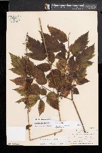 Actaea racemosa image