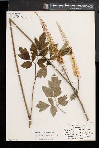 Actaea racemosa image