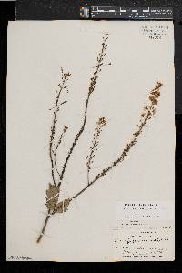 Actaea racemosa image