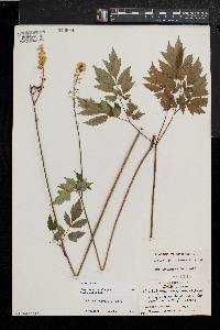 Actaea racemosa image