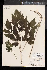 Actaea racemosa image