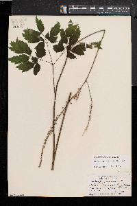 Actaea racemosa image