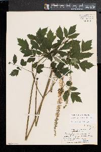 Actaea racemosa image