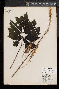 Actaea racemosa image