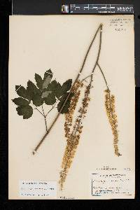 Actaea racemosa image