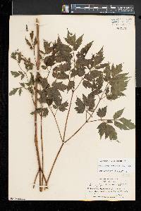 Actaea racemosa image