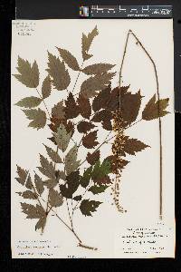 Actaea racemosa image