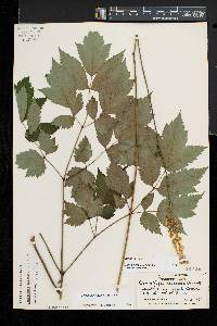 Actaea racemosa image