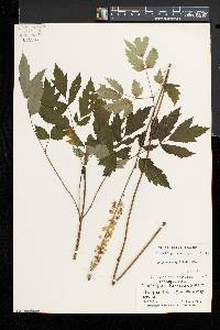 Actaea racemosa image