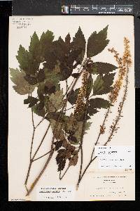 Actaea racemosa image