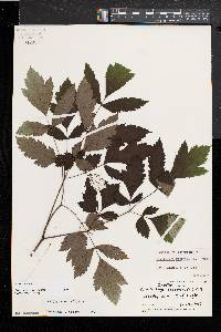 Actaea racemosa image