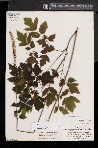 Actaea racemosa image