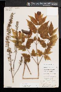 Actaea racemosa image