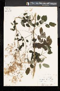 Thalictrum pubescens image