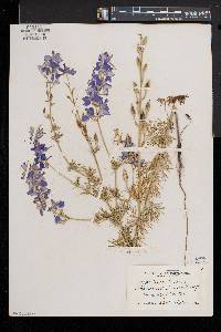 Delphinium ajacis image