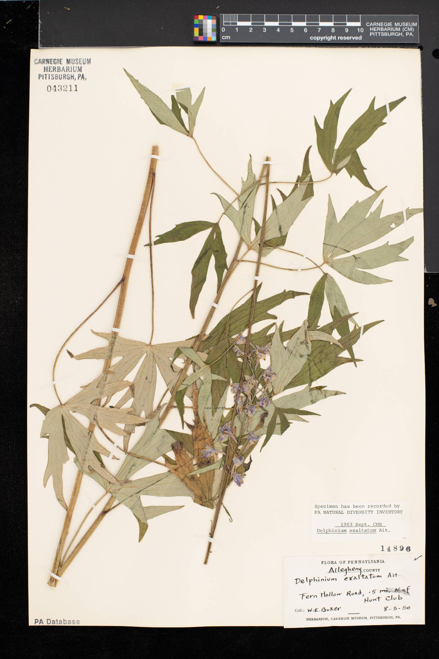 Delphinium exaltatum image