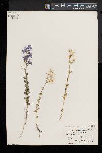 Delphinium ajacis image