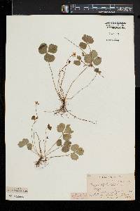 Coptis trifolia image