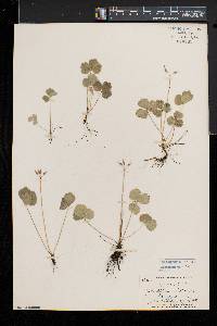 Coptis trifolia subsp. groenlandica image