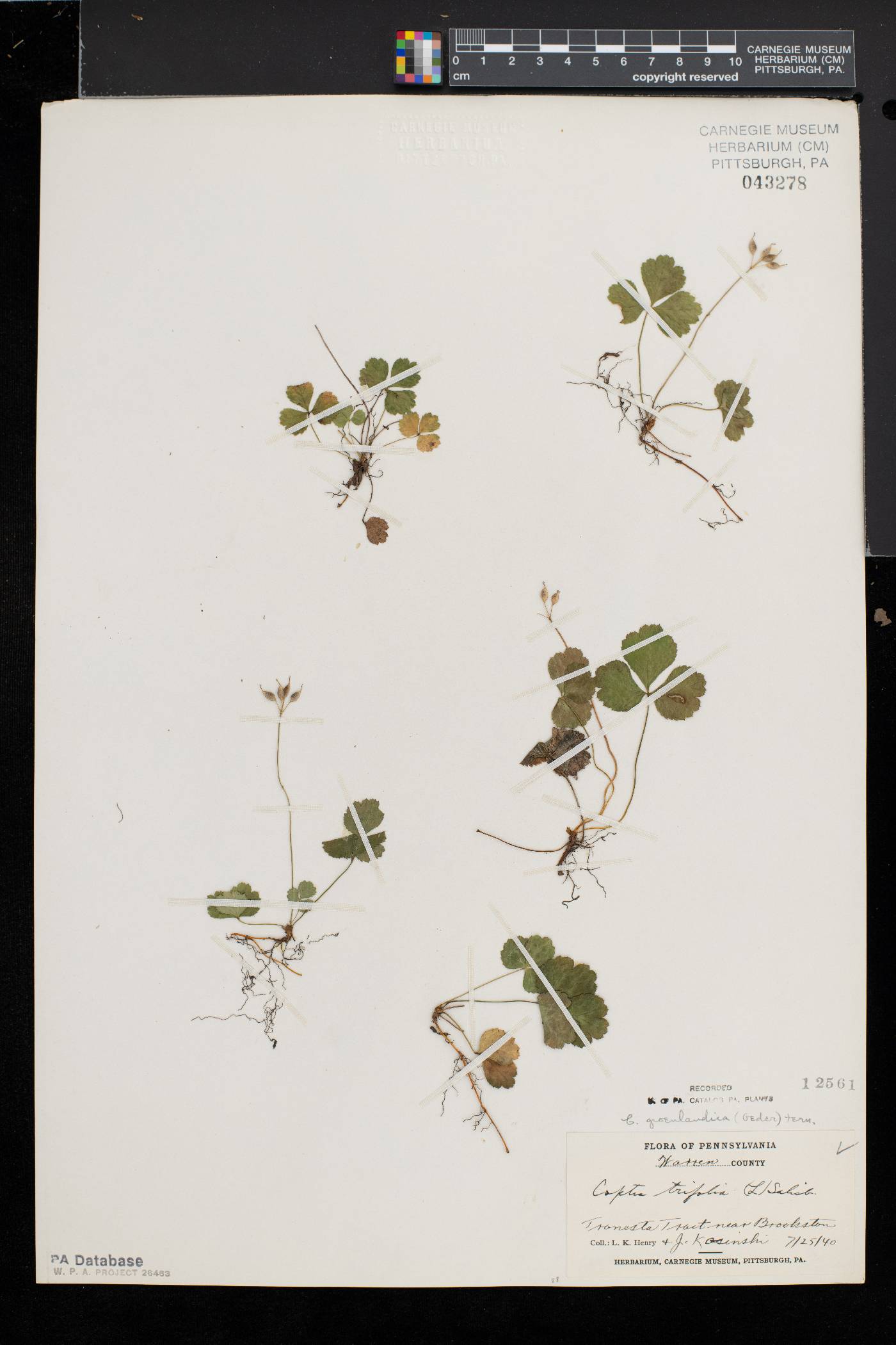 Coptis trifolia subsp. groenlandica image