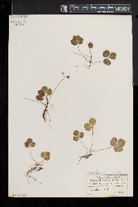 Coptis trifolia subsp. groenlandica image