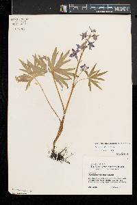 Delphinium tricorne image